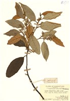 藏品(紅皮(葉下白、赤仔尾))的圖片